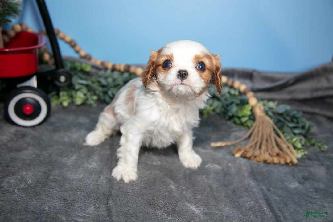 Cavalier King Charles Spaniel dogs for sale: Bruce - Ad 3