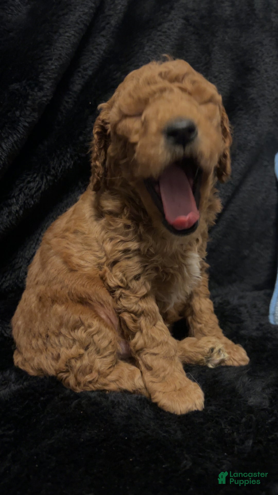 Mini Goldendoodle dogs for sale: Mr Egg Benedict - Ad 3