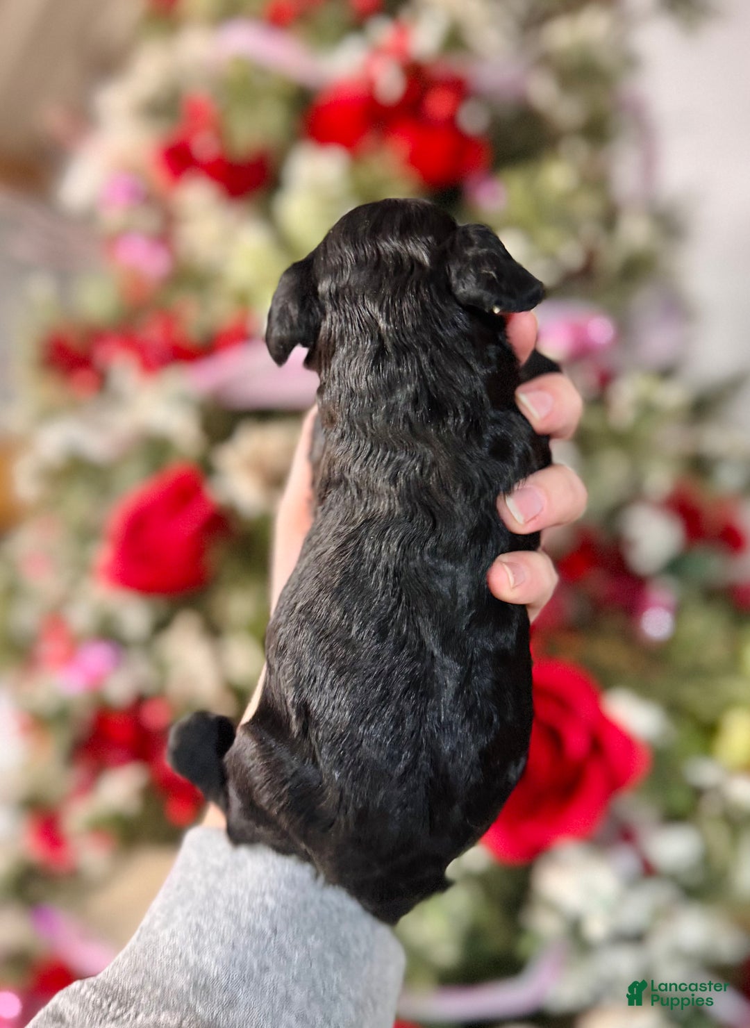 Cockapoo dogs for sale: Cockapoo Puppy 5 - Ad 4