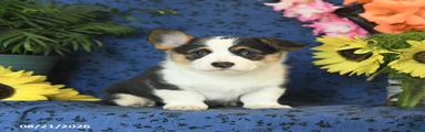 Gloria