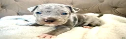 American Bully dogs for sale: Biggie - XL American Bully Puppy  - Ad 3