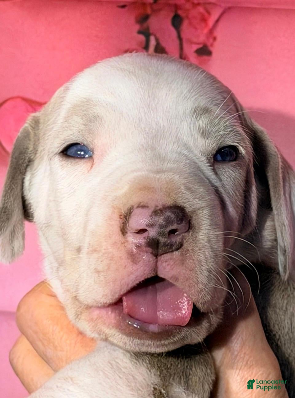 Great Dane dogs Grant - Lilac Harlequin - Ad 23