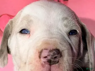 Great Dane dogs Grant - Lilac Harlequin - Ad 23