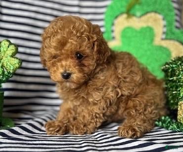 Toy Poodle dogs Teddy - Ad 31