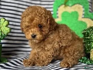 Toy Poodle dogs Teddy - Ad 31