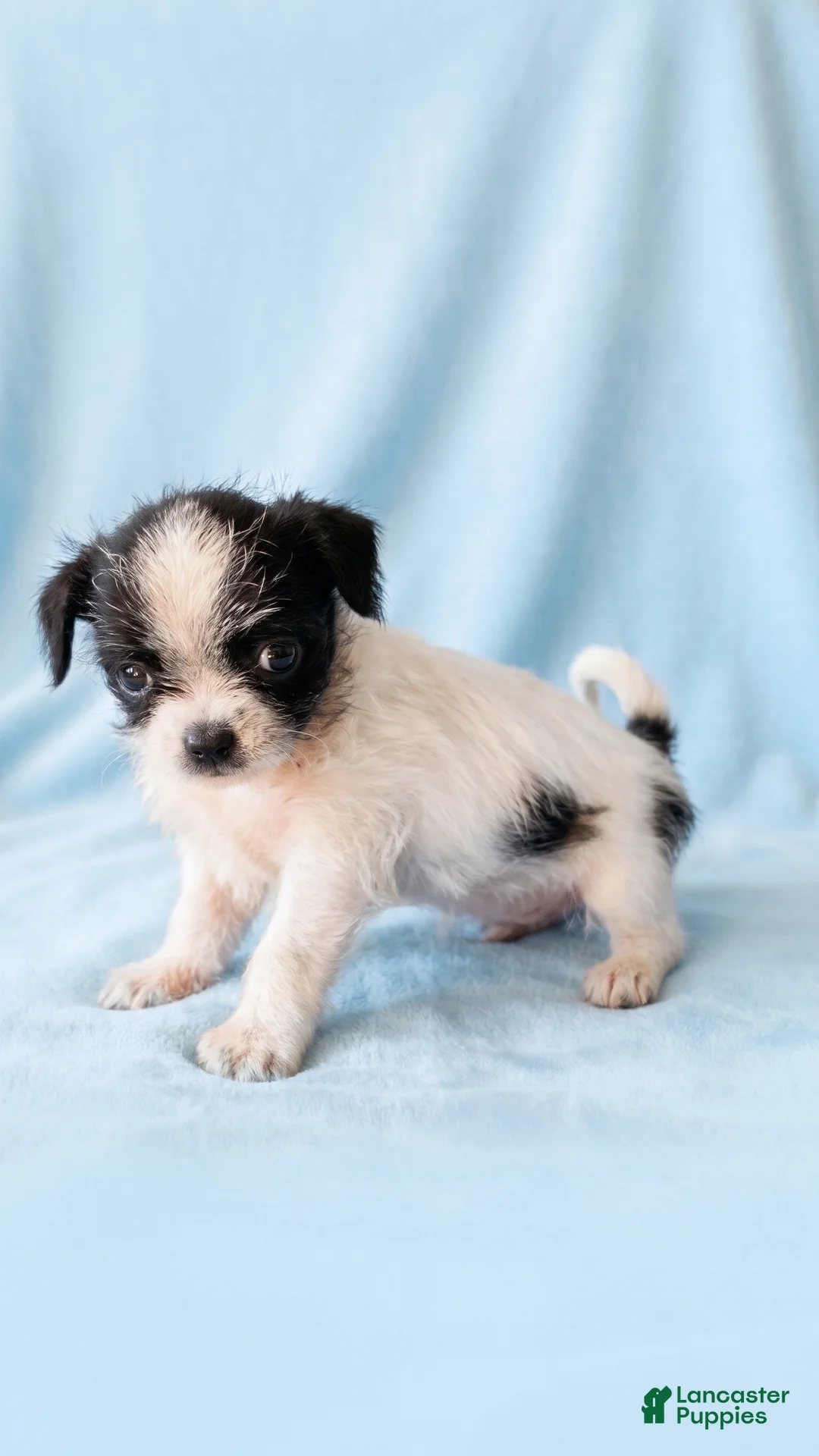 Mixed Breed dogs for sale: Oscar - Ad 1