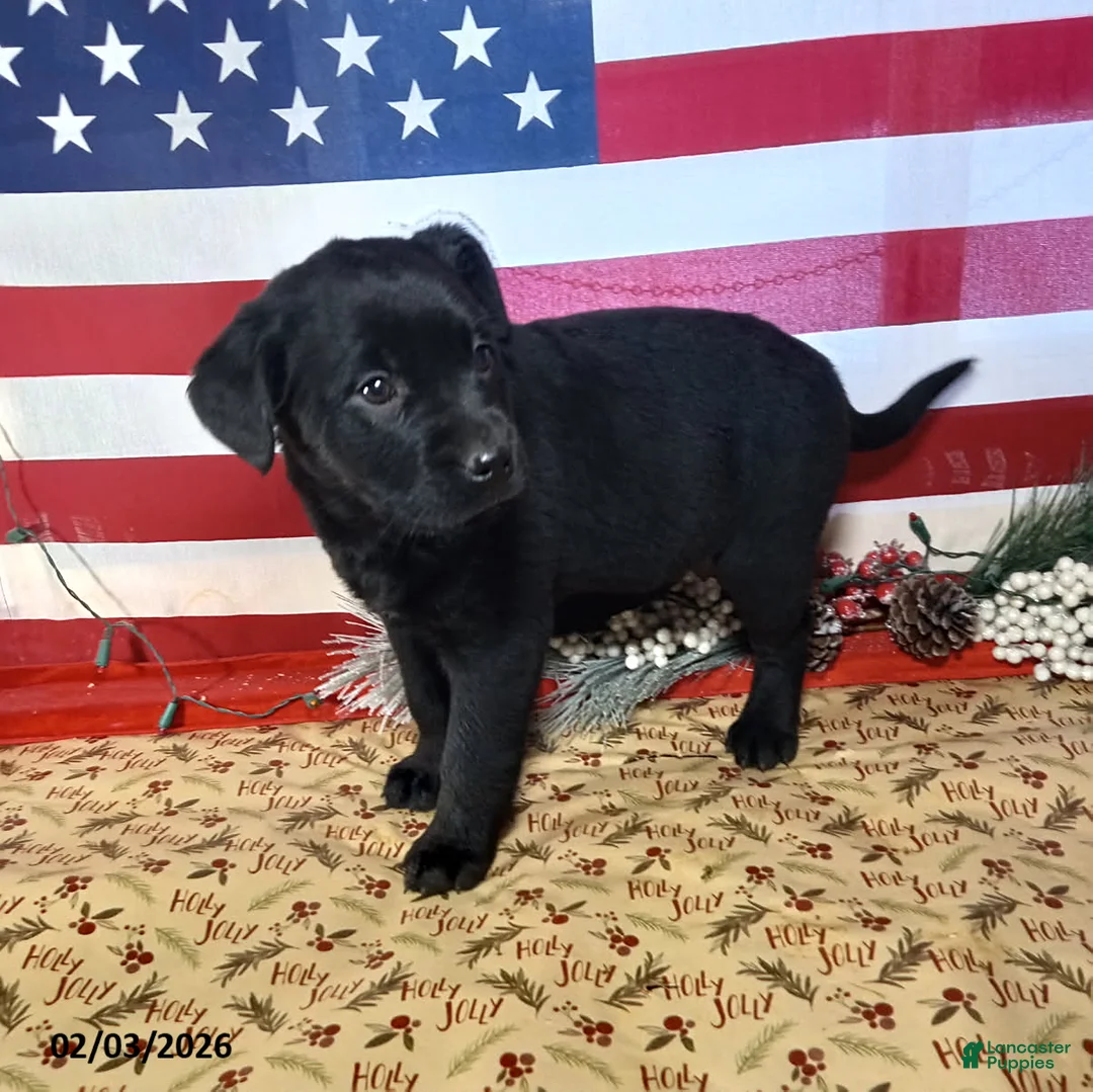 Mixed Breed dogs for sale: Coffee - Ad 3