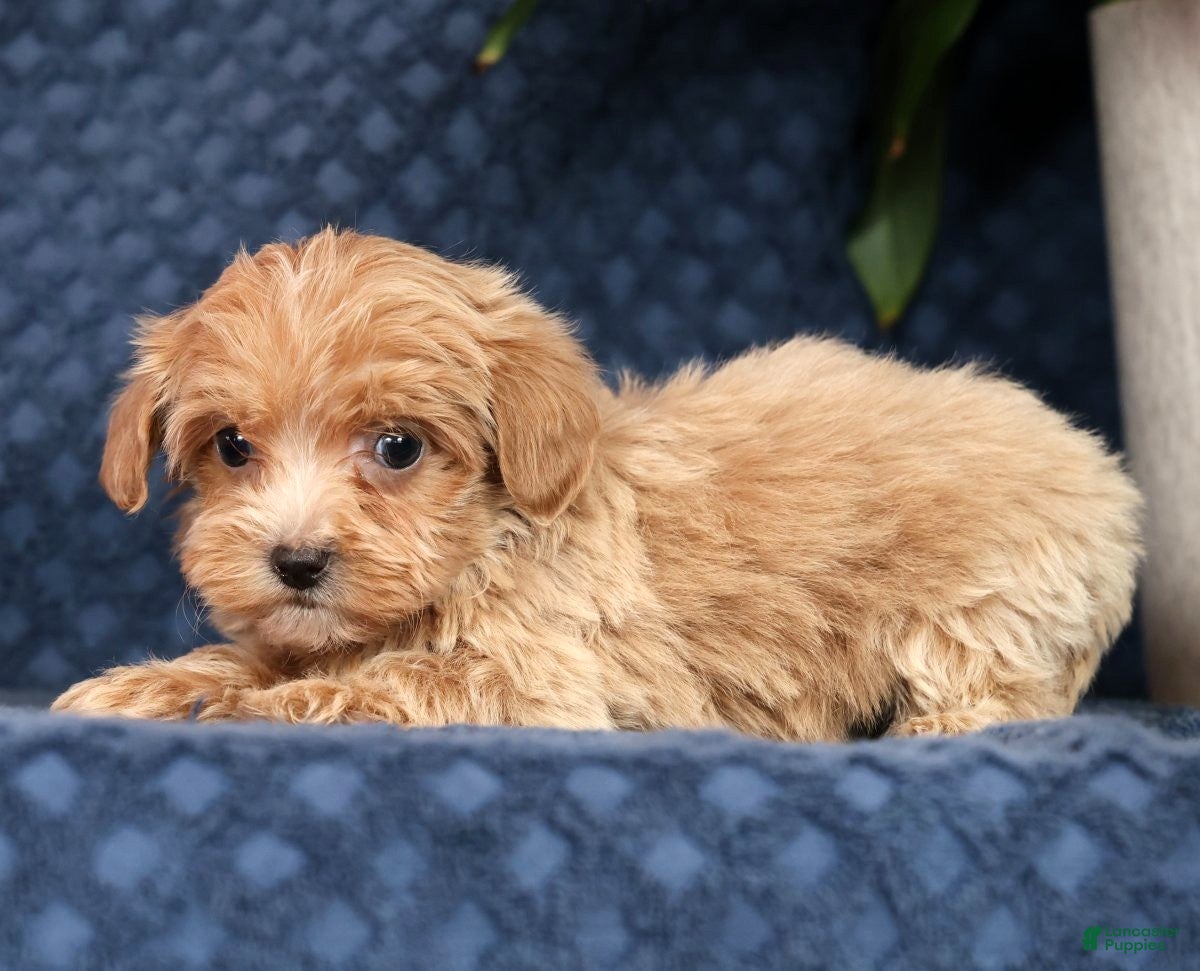 Havapoo dogs Ricky - Ad 2