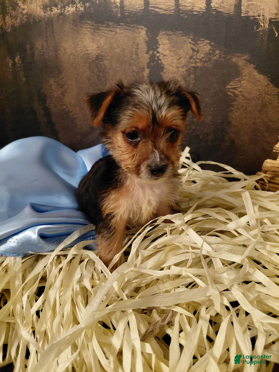 Yorkshire Terrier dogs for sale: Yorkshire Terrier Puppy 3 - Ad 2