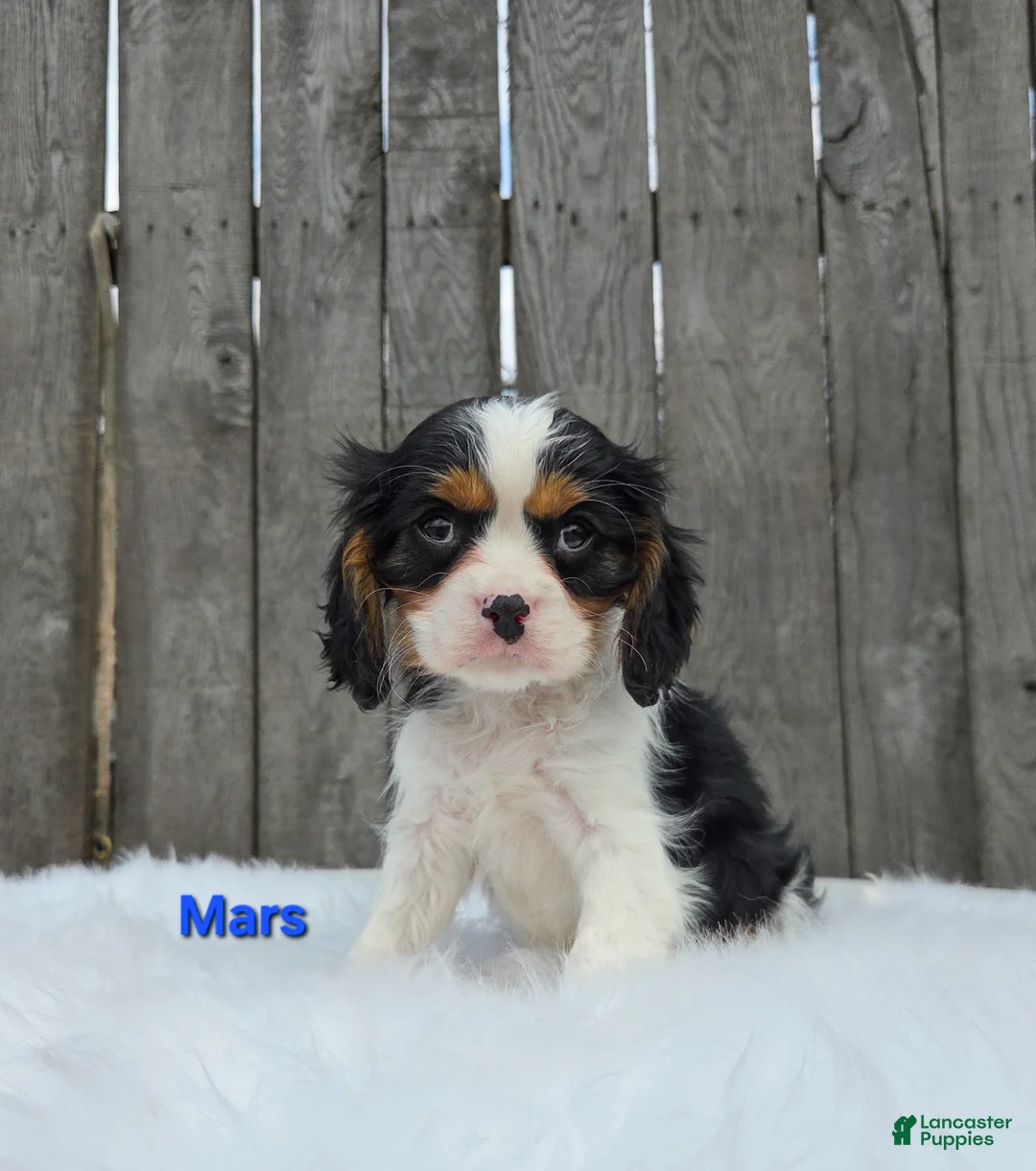 Cavalier King Charles Spaniel dogs for sale: Mars - Ad 1