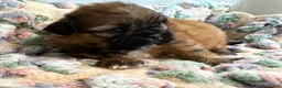 Shih Tzu dogs for sale: Shih Tzu 3 - Ad 1