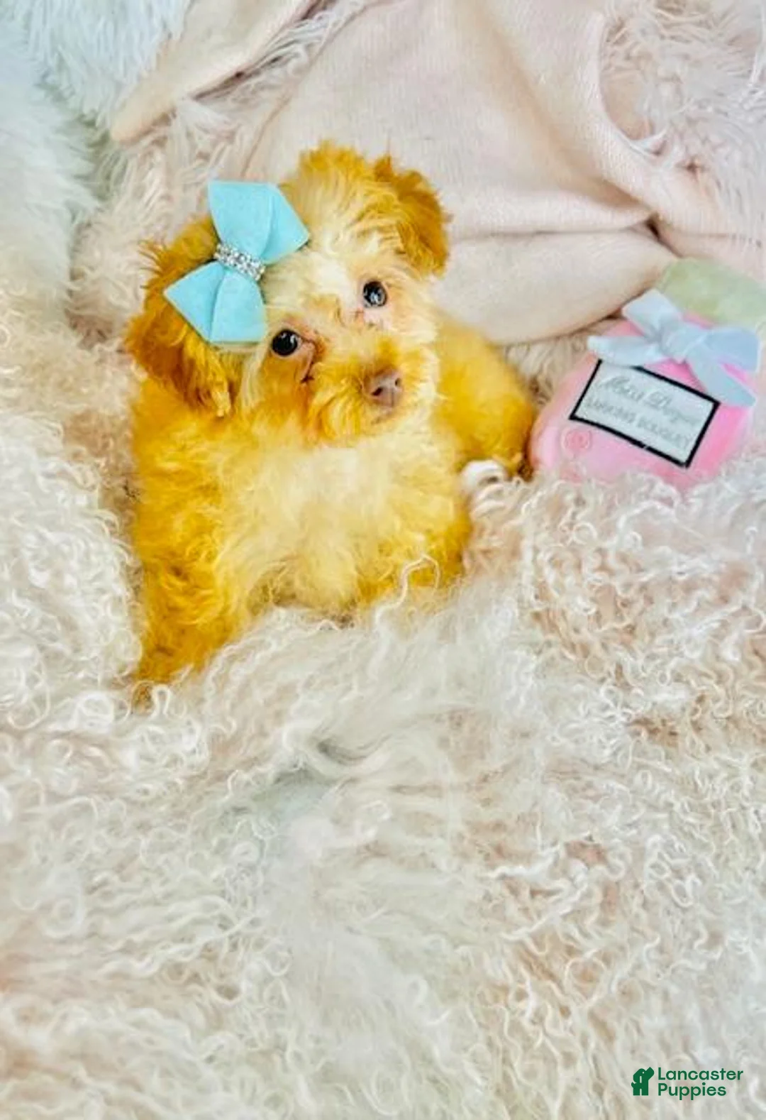 Miniature Poodle dogs for sale: Miniature Poodle Puppy 1 - Ad 2