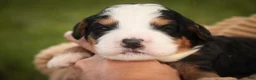 Mini Bernedoodle dogs for sale: Mercedes Mini Bernedoodle  - Ad 5