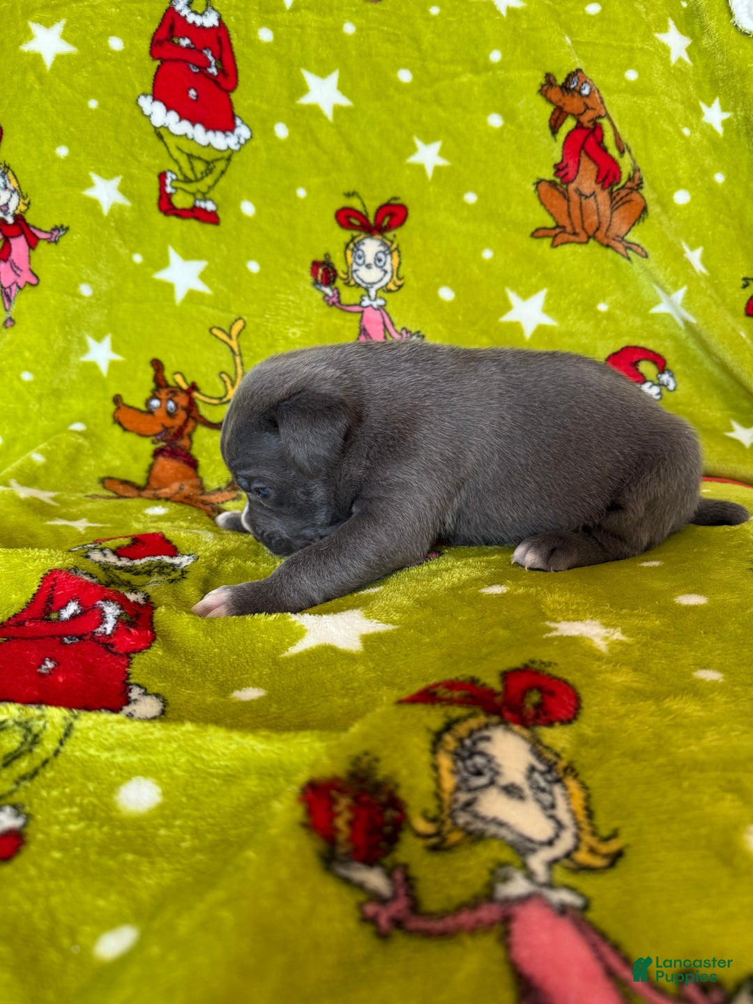 Cane Corso dogs for sale: Cane Corso Puppy 3 - Ad 1