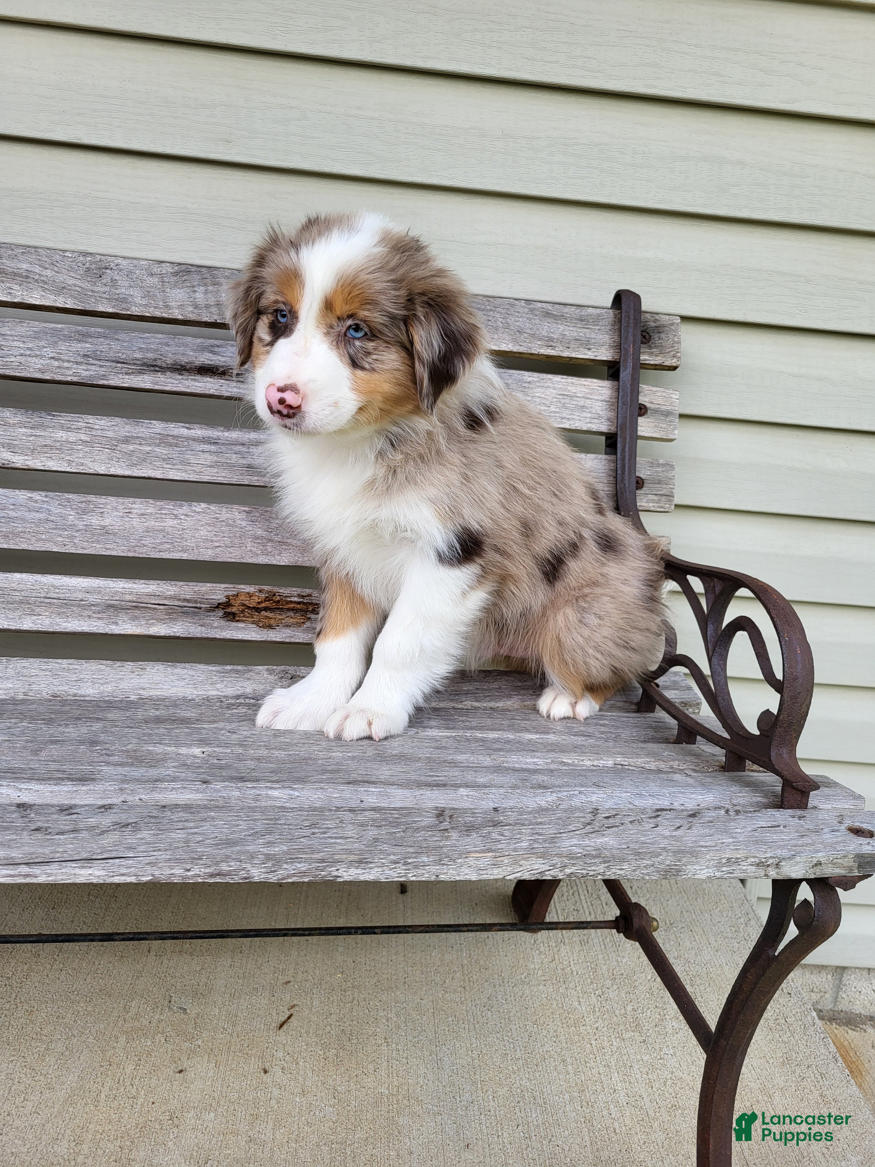 Australian Shepherd dogs Remington  - Ad 2