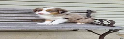 Australian Shepherd dogs for sale: Remington  - Ad 1