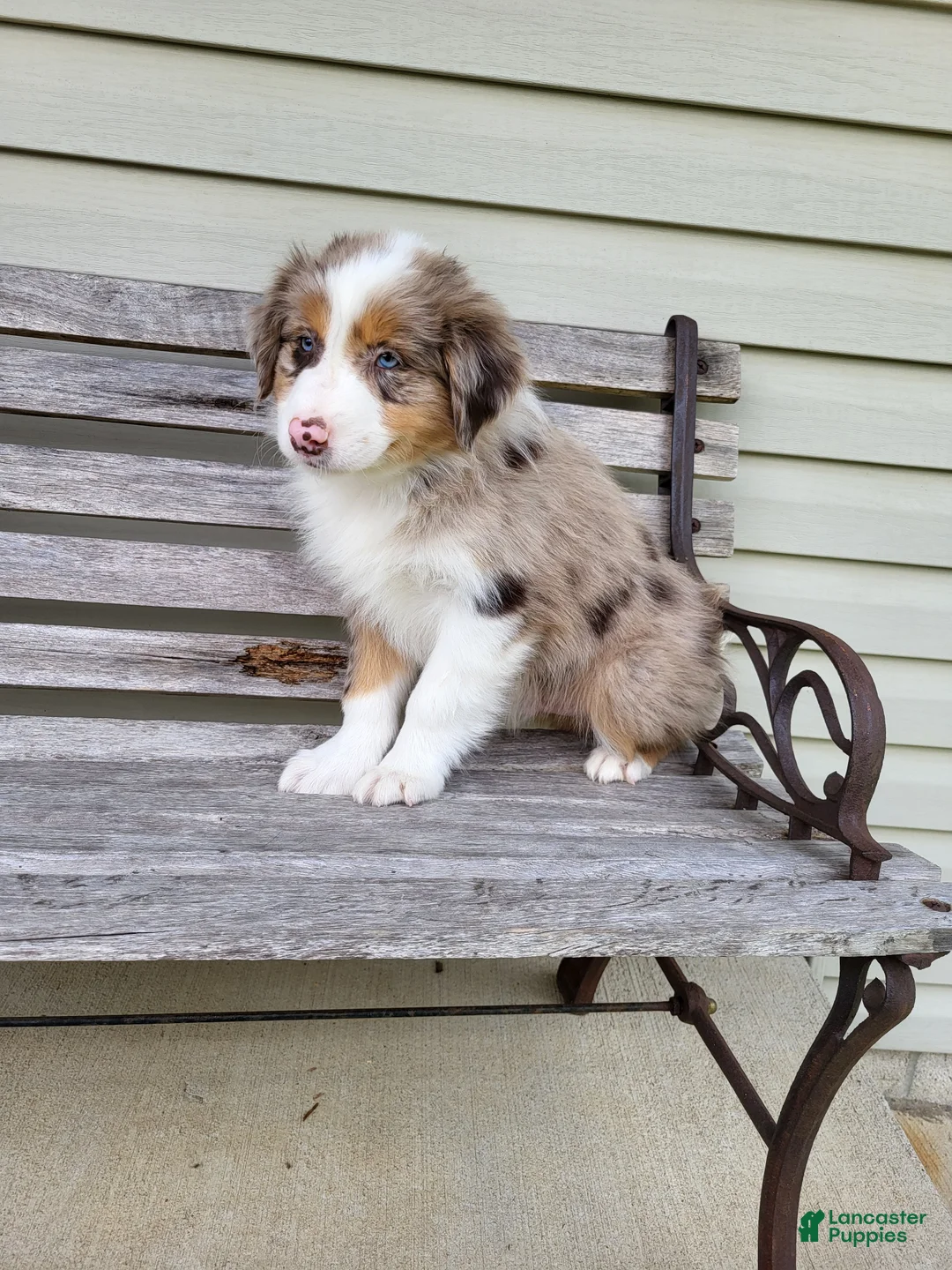 Australian Shepherd dogs for sale: Remington  - Ad 1