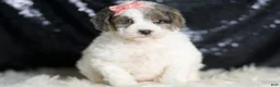 Mini Goldendoodle dogs for sale: Vienna - Ad 4