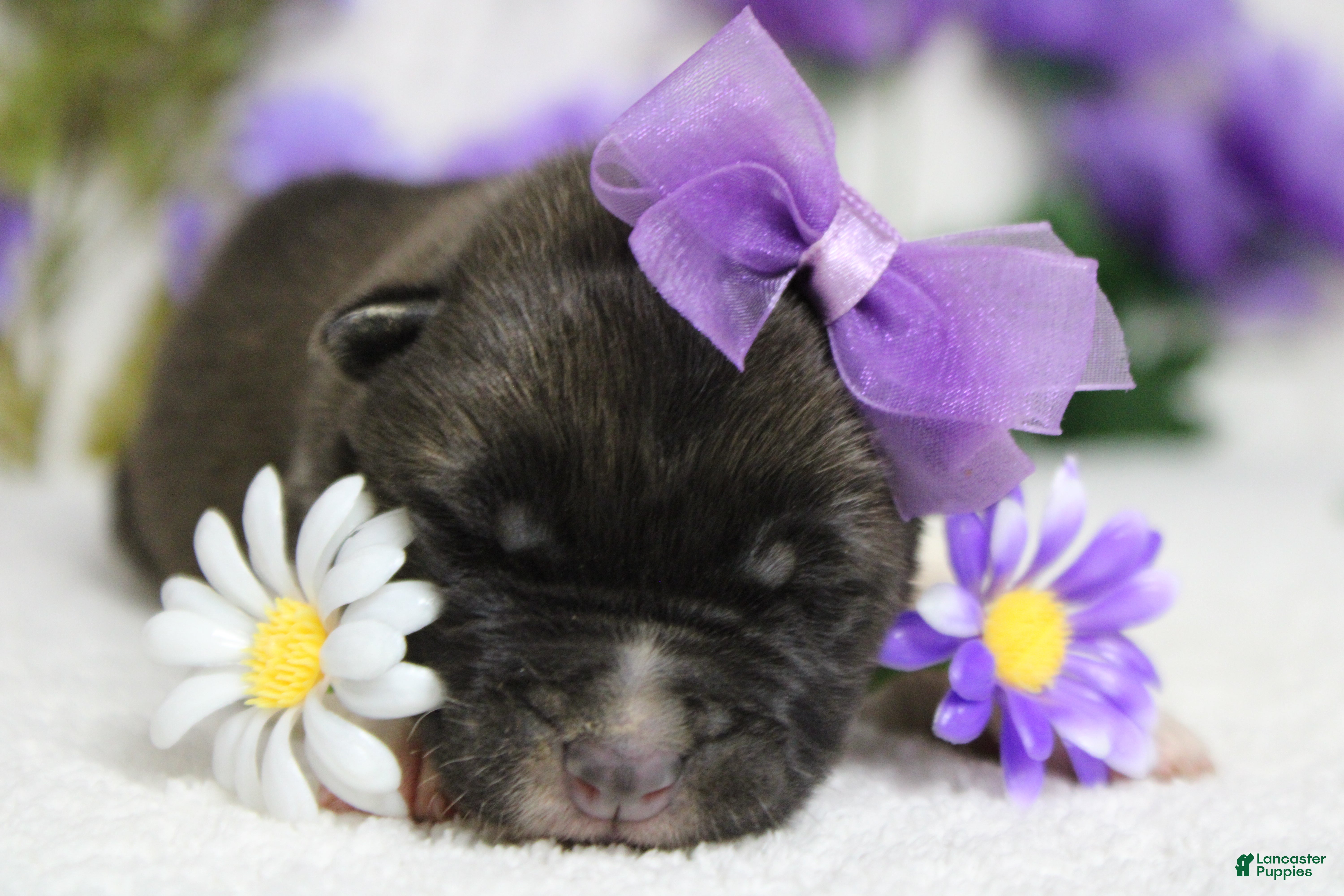 Akita dogs Honey  - Ad 2