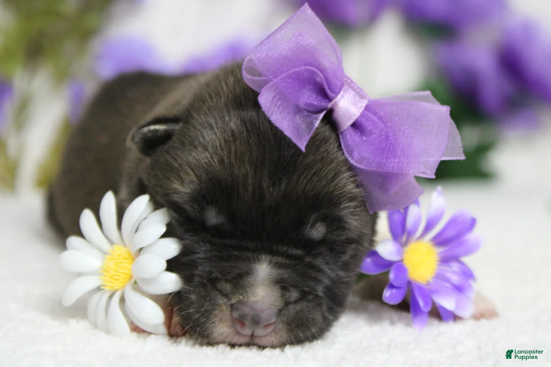 Akita dogs for sale: Honey  - Ad 1