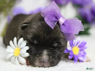 Akita dogs Honey - Ad 2