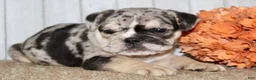 Mixed Breed dogs for sale: Mabel Female English Bulldog - Ad 5