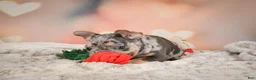 French Bulldog dogs for sale: Abby - Ad 11