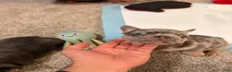 French Bulldog dogs for sale: French Bulldog Puppy 2 - Ad 5