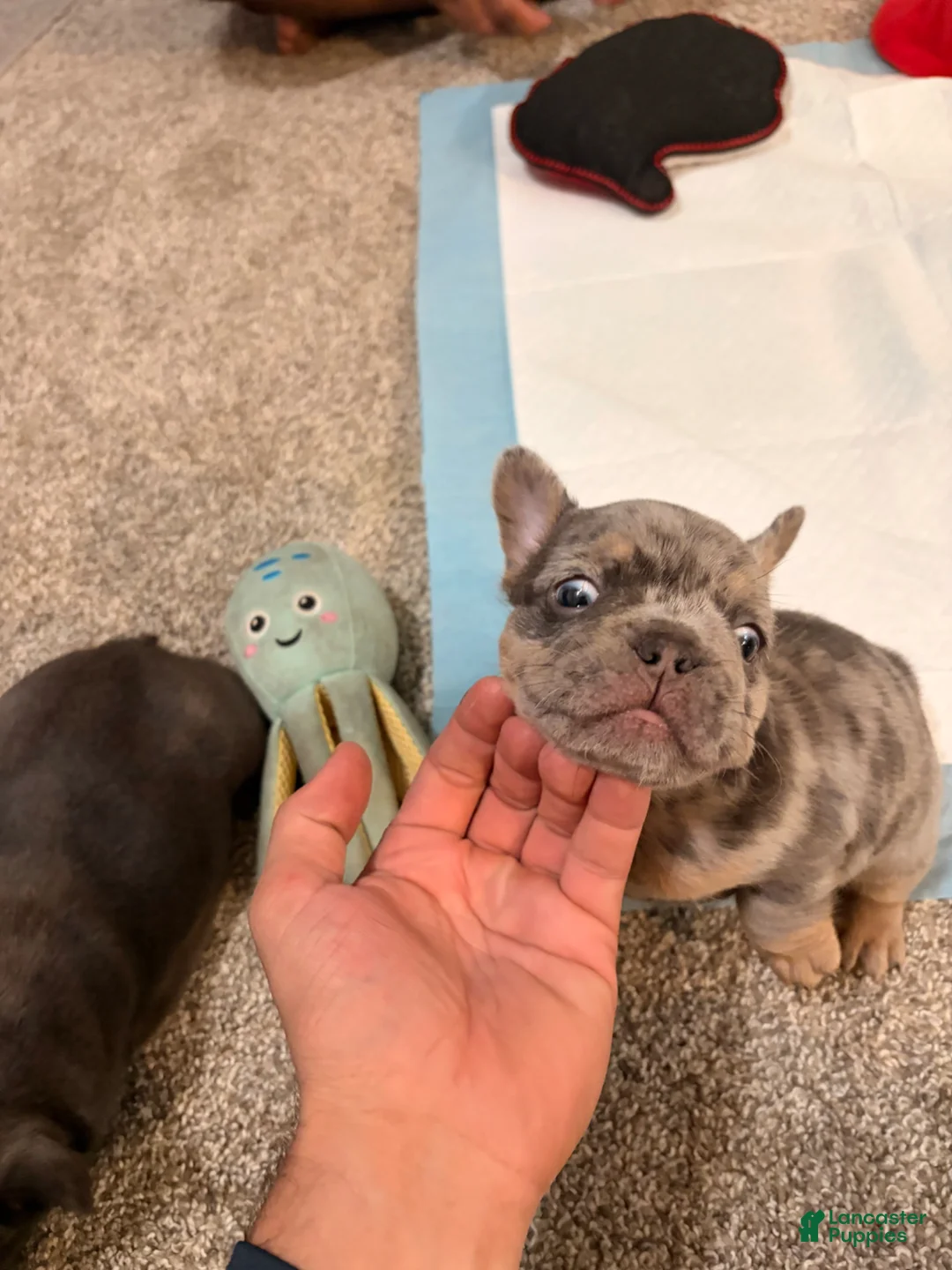 French Bulldog dogs for sale: French Bulldog Puppy 2 - Ad 5
