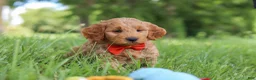 Mini Goldendoodle dogs for sale: Benji - Ad 5