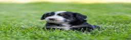 Bernedoodle dogs for sale: Rhett Bernedoodle Puppy  - Ad 3