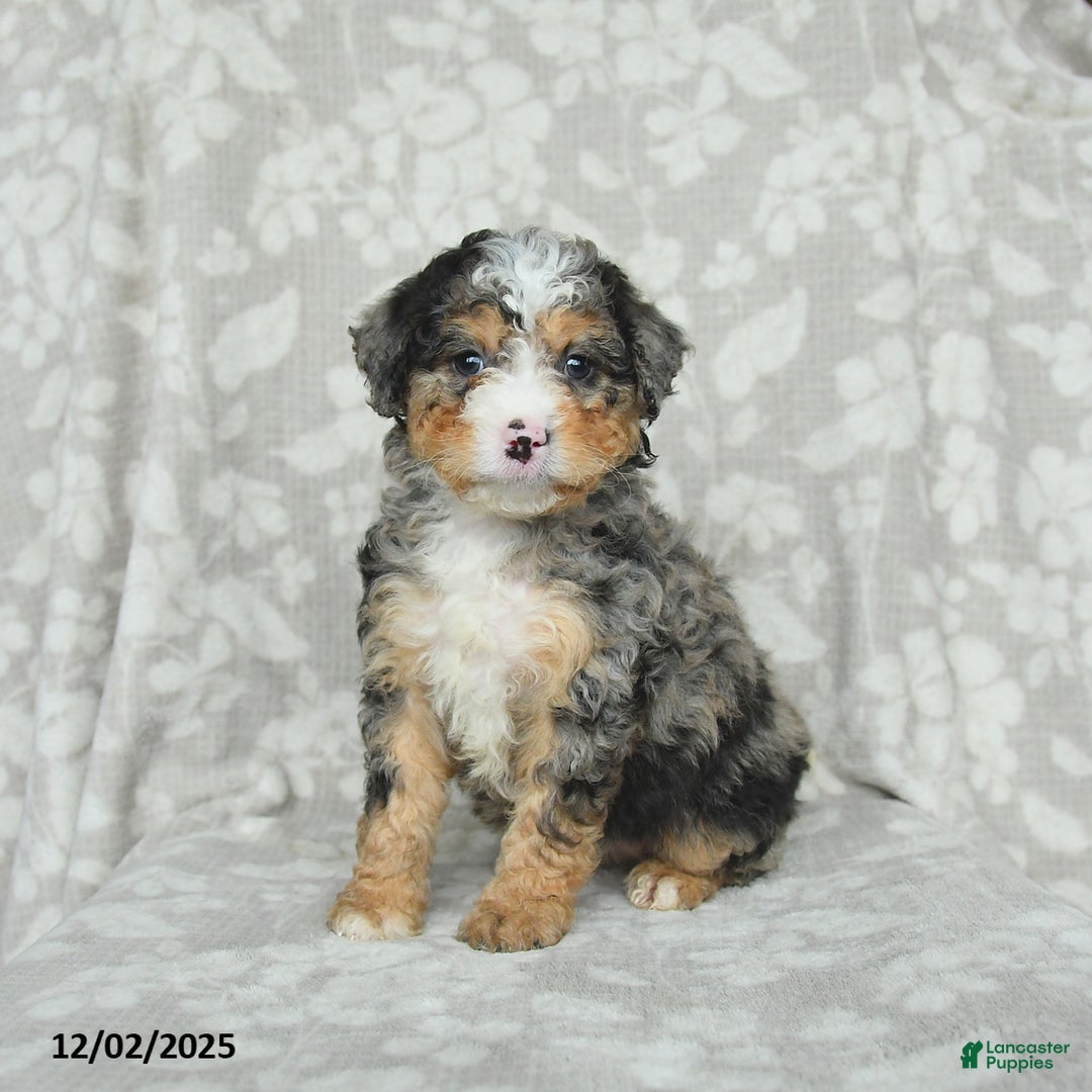 Mini Bernedoodle dogs for sale: Tabby - Ad 1