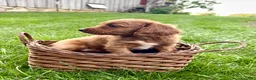 Cavapoo dogs for sale: Bentley  - Ad 4