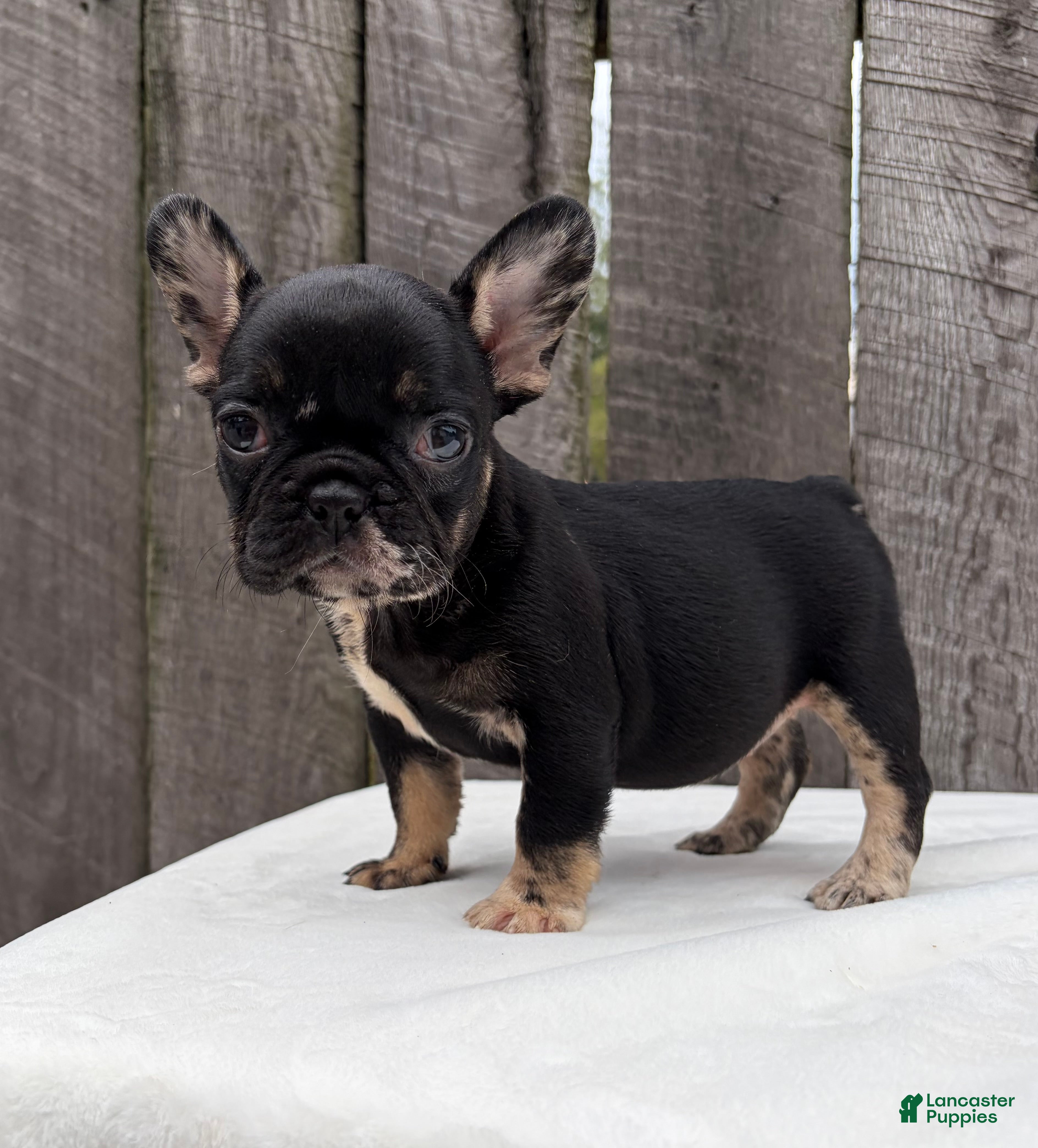French Bulldog dogs Honey - Ad 1