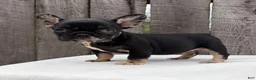 French Bulldog dogs for sale: Honey - Ad 1