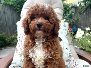 Cavapoo dogs - Ad 7