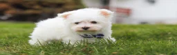 Maltese dogs for sale: Jakson - Ad 5