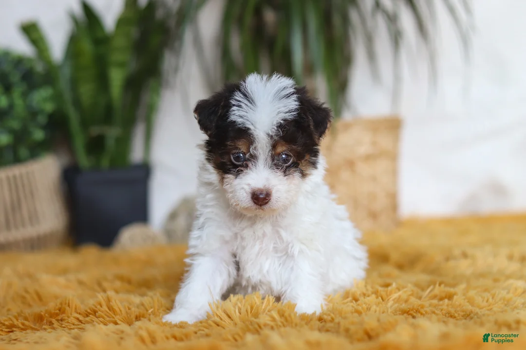Yorkiepoo dogs for sale: Rocco - Ad 5