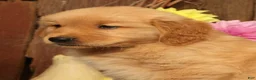 Golden Retriever dogs for sale: Hank - Ad 9