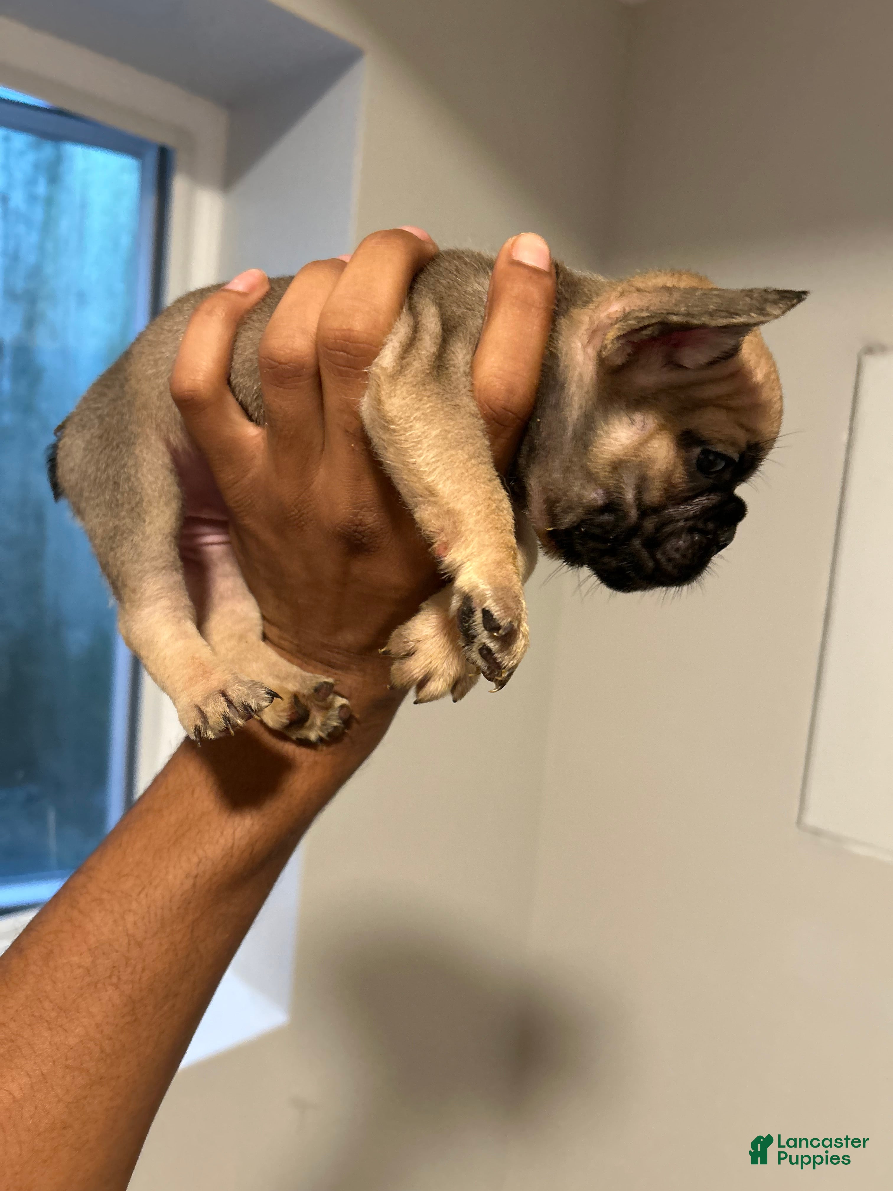 French Bulldog dogs Lola - Ad 29