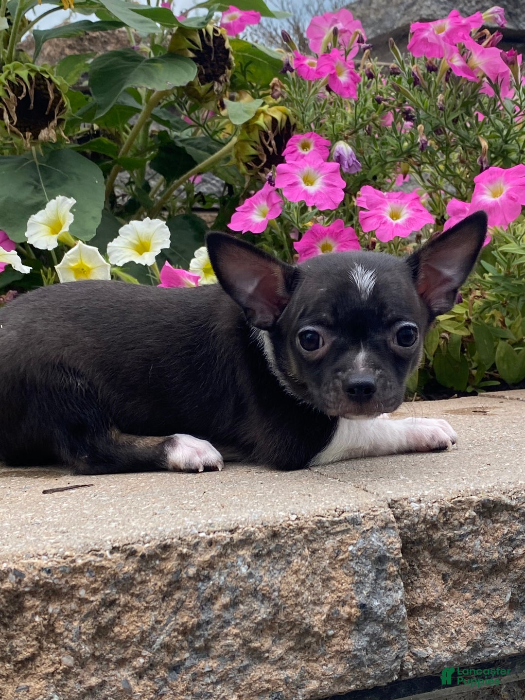 Chihuahua dogs for sale: Flanagan  - Ad 3