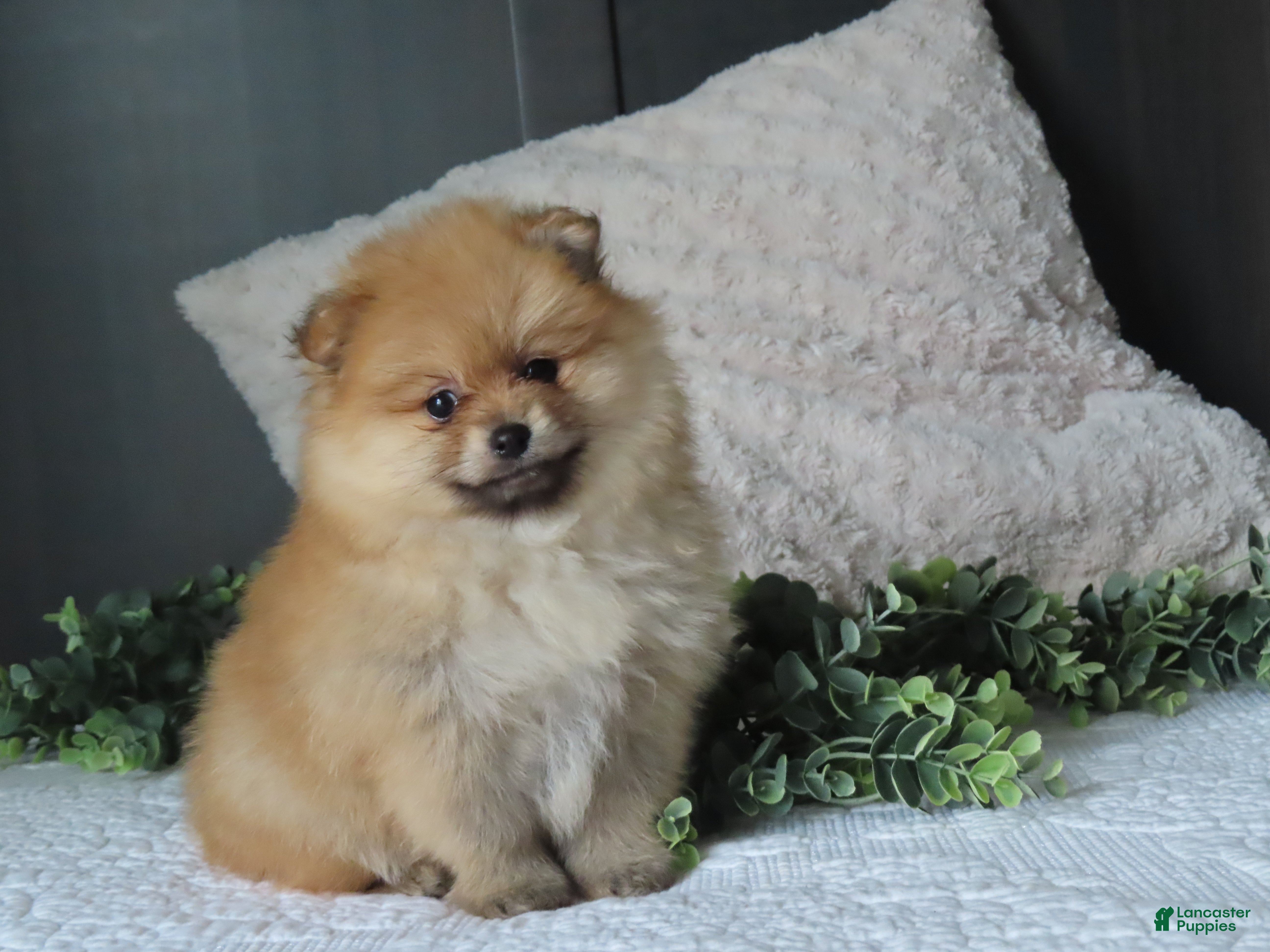 Pomeranian dogs for sale: BONNIE - Ad 2