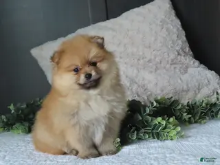 Pomeranian dogs for sale: BONNIE - Ad 2