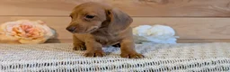 Miniature Dachshund dogs for sale: Hendrix  - Ad 9