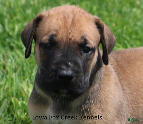 Mixed Breed dogs Boomer - Ad 29