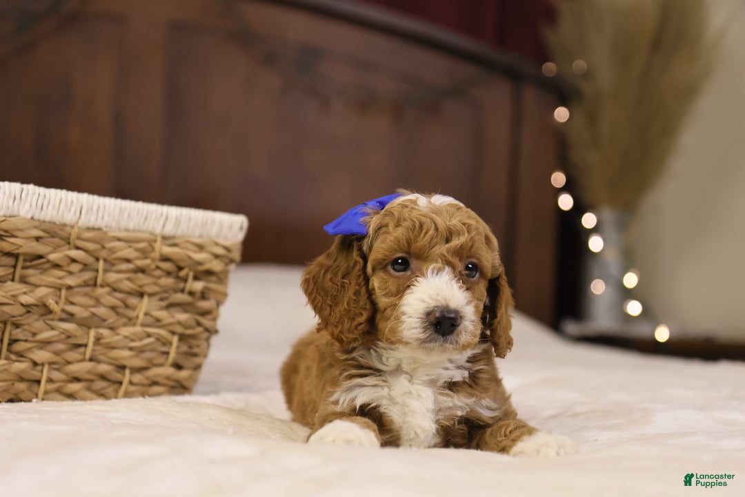 Goldendoodle dogs for sale: Ralphie - Ad 12