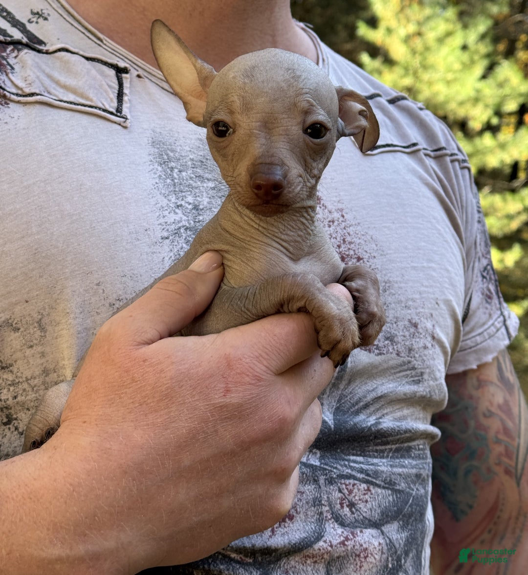 Mixed Breed dogs for sale: Cleopatra  - Ad 16