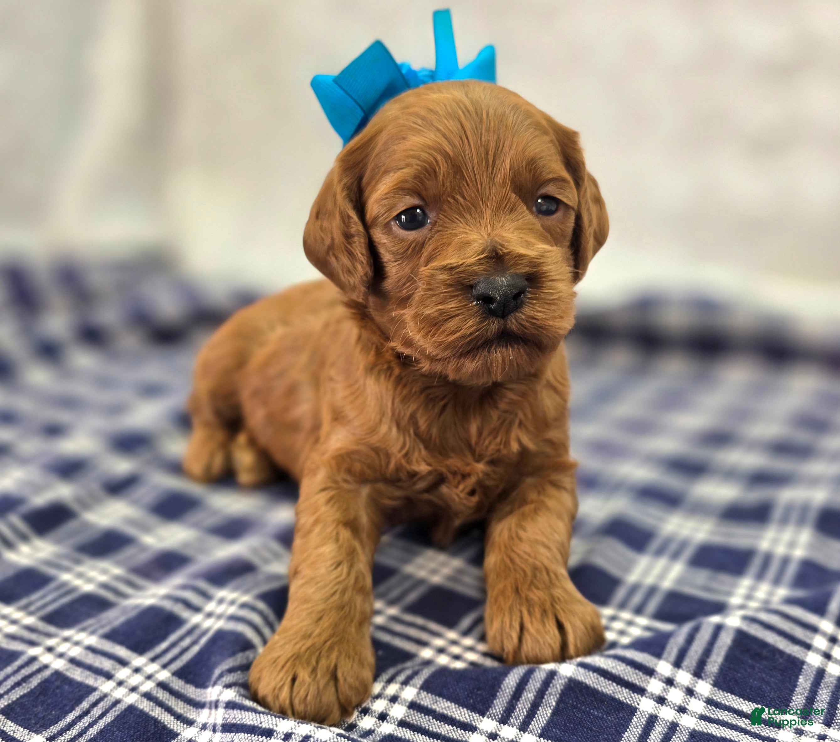 Cockapoo dogs Glaze - Ad 14