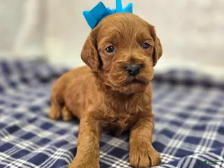 Cockapoo dogs Glaze - Ad 13