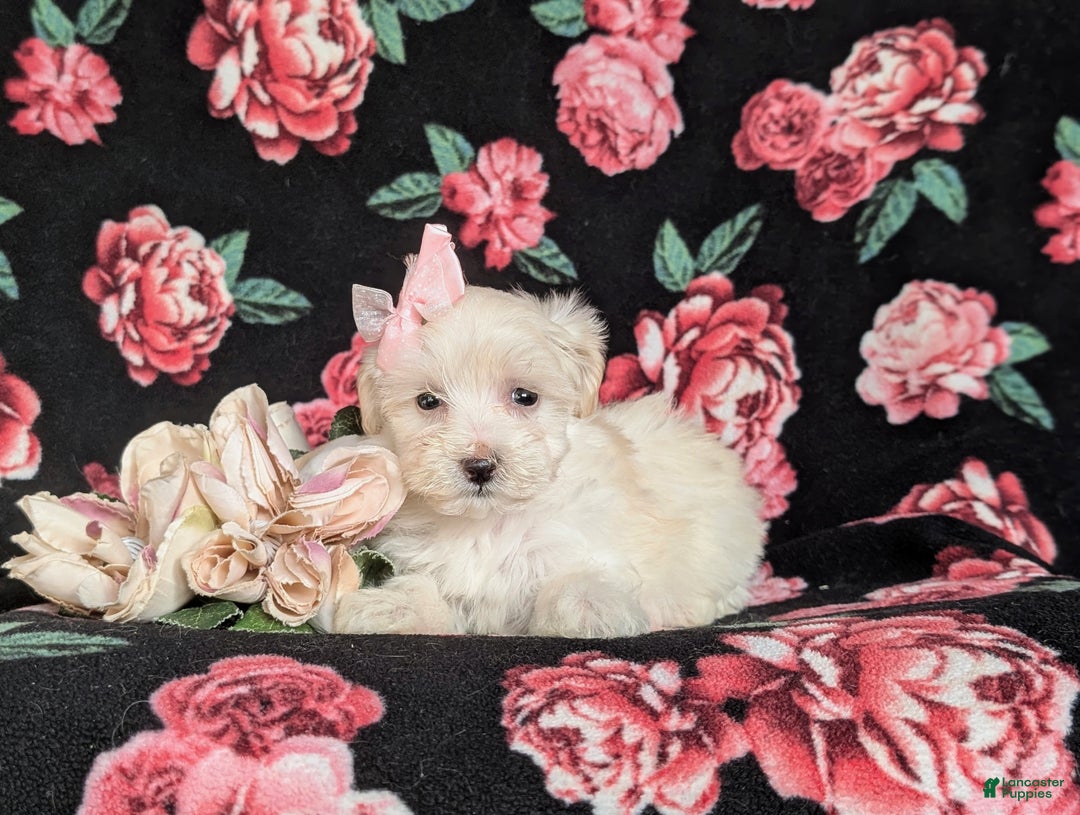 Maltipoo dogs for sale: Desiree - Ad 7